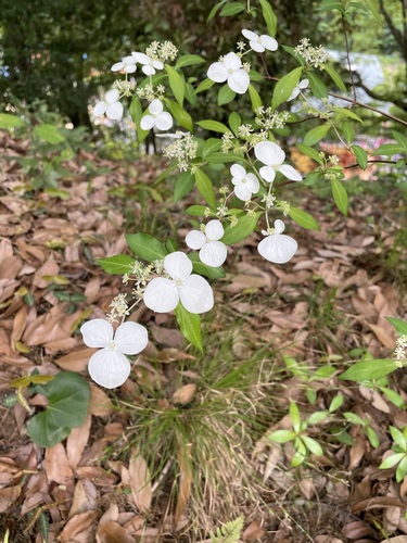 Hydrangea luteovenosa iNat (3)