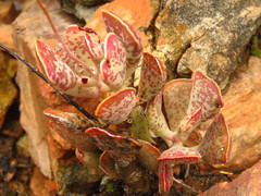 Adromischus triflorus