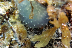 Polycitoridae