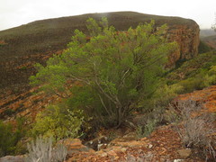 Lachnostylis bilocularis