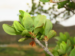Lachnostylis bilocularis