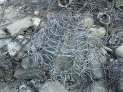 Astrophytum capricorne