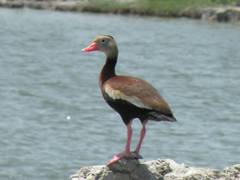 Dendrocygna autumnalis