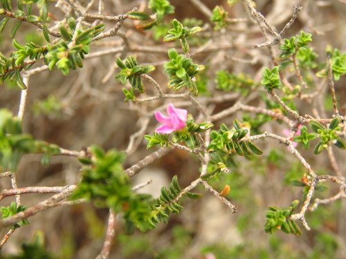 Magic Porcelainflower (Acmadenia fruticosa)