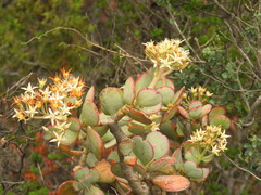 Crassula arborescens