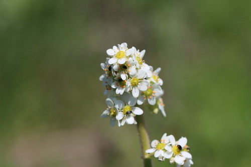 Image of Micranthes oregana by (c) Judi Sanders, some rights reserved (CC BY)