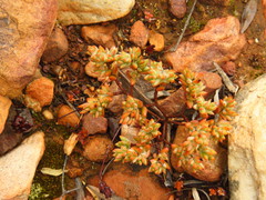 Crassula biplanata
