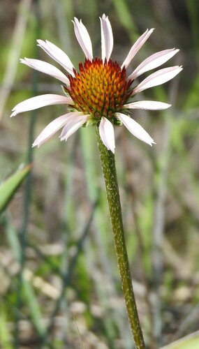 Image of Echinacea atrorubens by (c) saltyhiker, some rights reserved (CC BY)