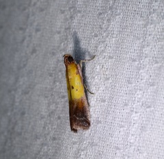 Piesmopoda semilutea