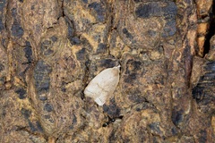 Scythropiodes
