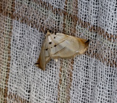 Trichophysetis hampsoni