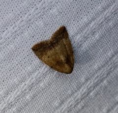 Anachrostis