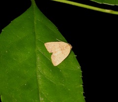 Anachrostis