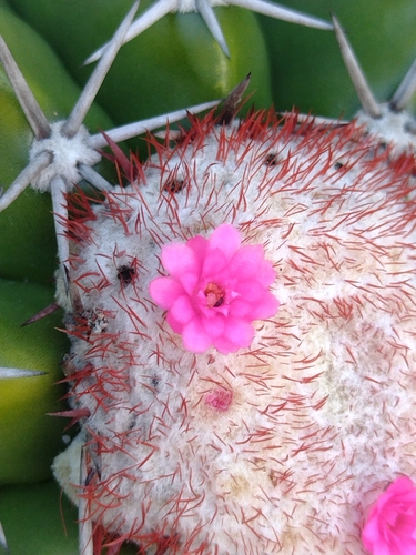 Melocactus violaceus