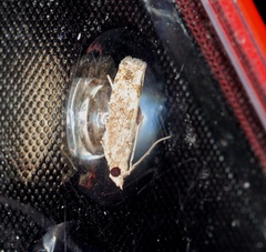 Strepsicrates semicanella