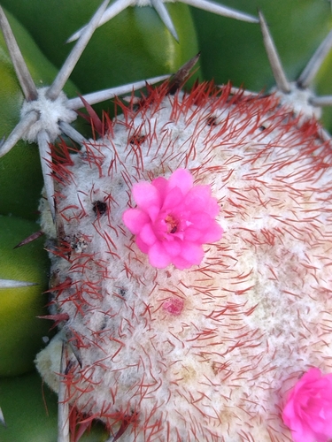Image of Turk's-Cap Cactus (Melocactus violaceus) by (c) Lucas Kaminski, some rights reserved (CC BY)