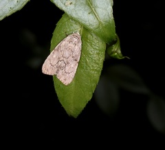 Barasa acronyctoides