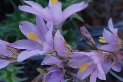 Ixia marginifolia