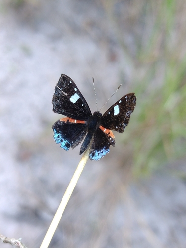 Calydna cea