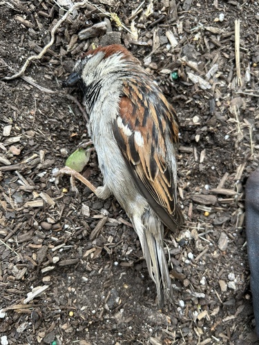 House Sparrow photographed in Rhode Island