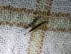 Epicephala lativalvaris