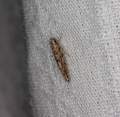 Metharmostis multilineata