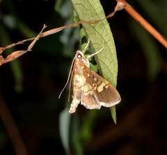 Uresiphita quinquigera