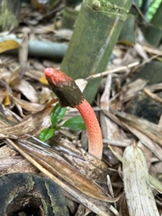 細皺鬼筆