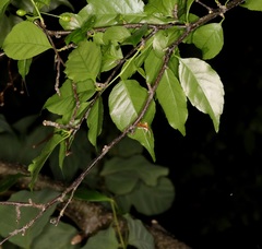Hyalobathra micralis