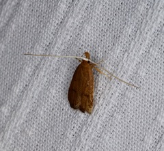 Lecitholaxa thiodora