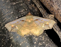 Lopharthrum comprimens