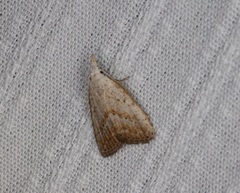 Meganola brunellus