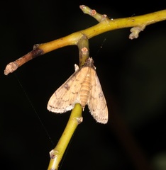 Nacoleia charesalis