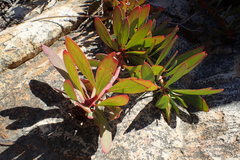 Protea effusa