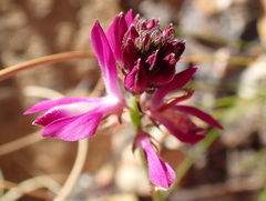 Indigofera capillaris