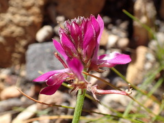 Indigofera capillaris