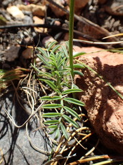 Indigofera capillaris