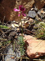 Indigofera capillaris