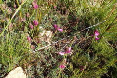Indigofera capillaris
