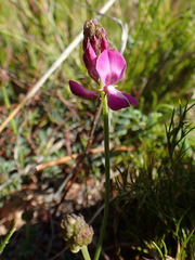 Indigofera capillaris