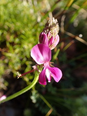 Indigofera capillaris