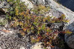 Protea effusa