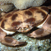 Atergatopsis signata - Photo (c) tahiticrabs, algunos derechos reservados (CC BY-NC)