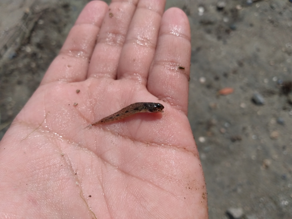 Mangrove goby (Ctenogobius manglicola) — Gobiidae