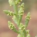 Tecticornia disarticulata - Photo (c) geoffbyrne, alguns direitos reservados (CC BY-NC)