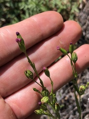 Silene antirrhina