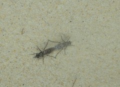 Anabarhynchus maritimus