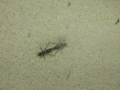 Anabarhynchus maritimus