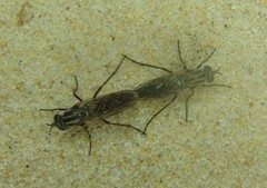 Anabarhynchus maritimus