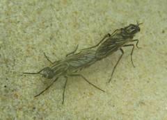 Anabarhynchus maritimus